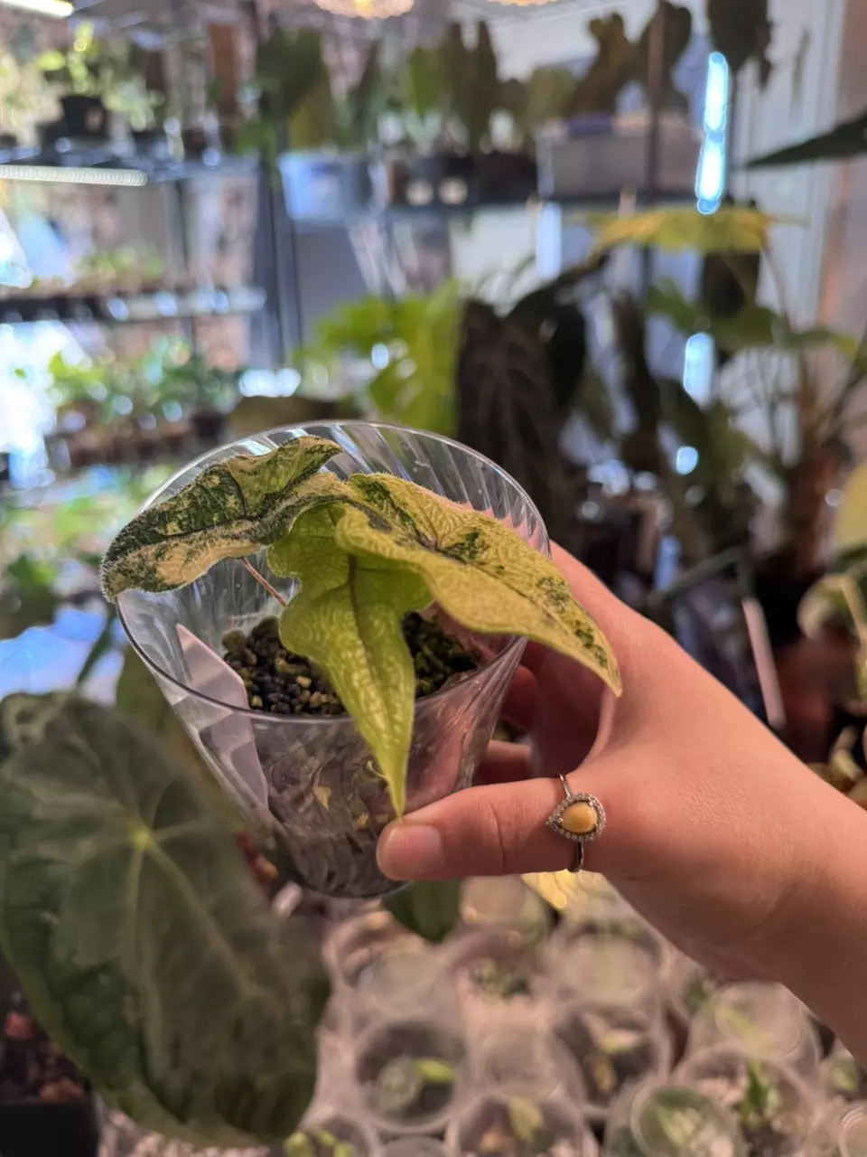 plant/alocasia Jacklyn mystic-0