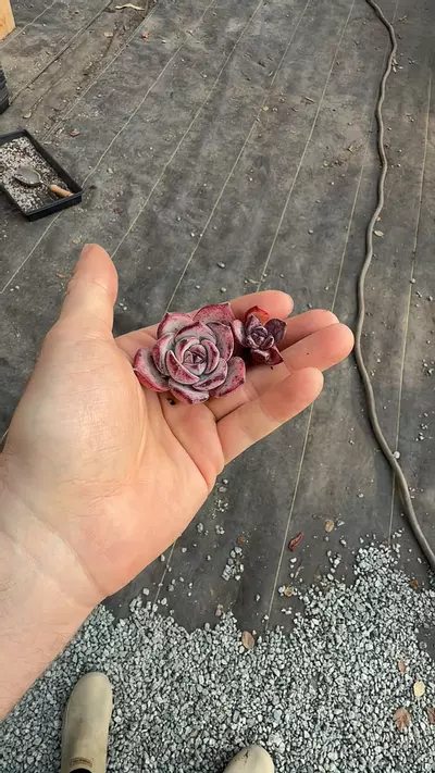 plant/G288 - E. Lion Heart-0-thumbnail