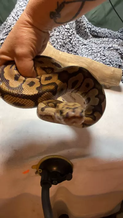 plant/male Spotnose clown-0-thumbnail