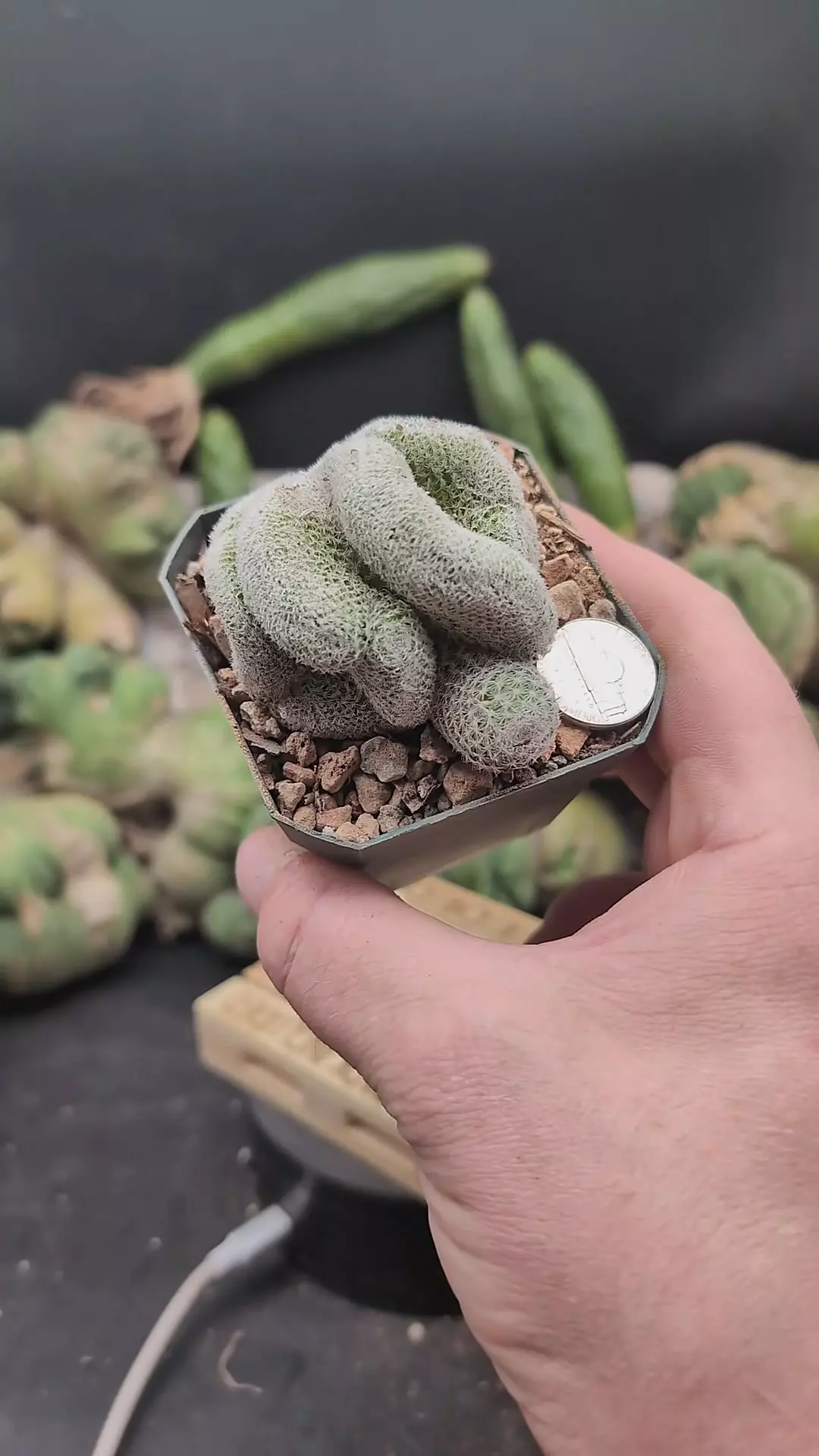 plant/p297 Mammillaria perbella brains 2.75" pptn-0