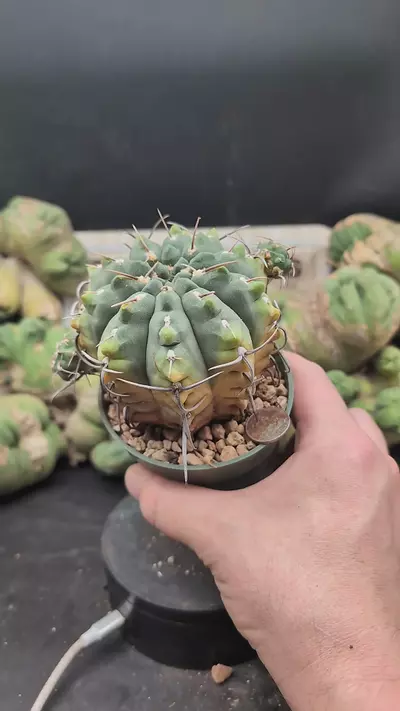 plant/p283 big Gymno vatteri 4" pot-0-thumbnail