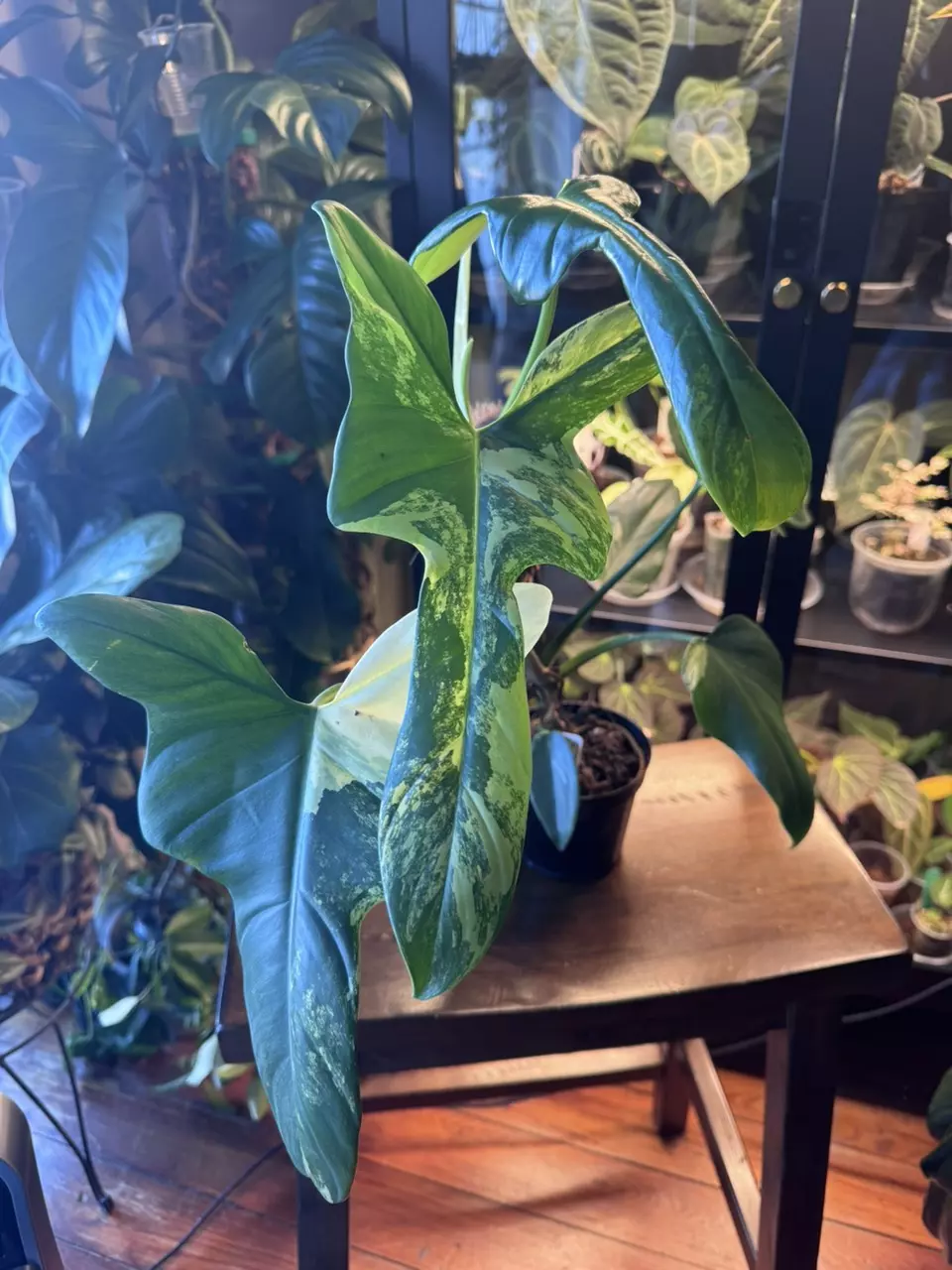 plant/philodendron Bippen-0