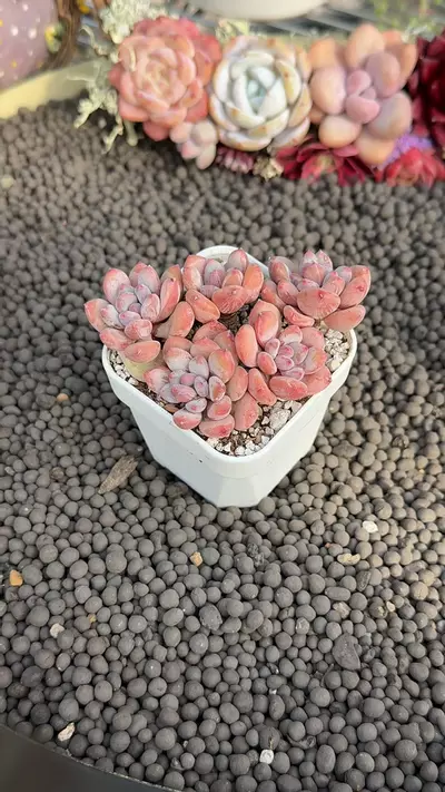 plant/G273 - P. Perfume Beauty-0-thumbnail