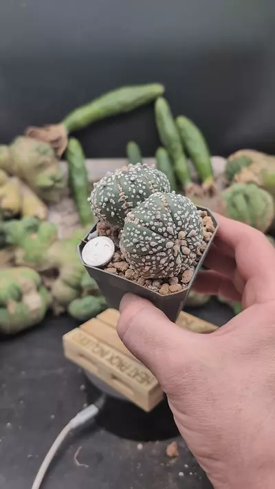 plant/p296 super Kabuto twins 2.75" pot-0-thumbnail