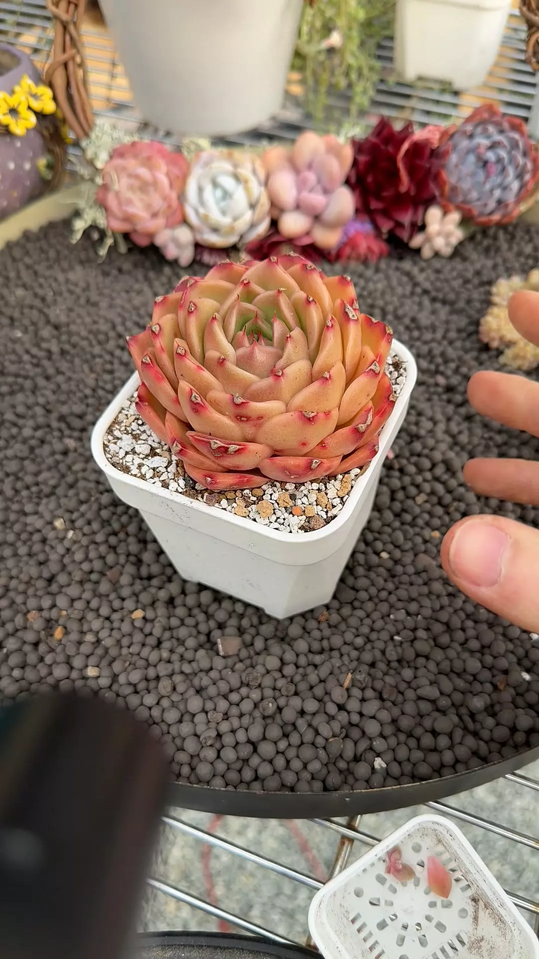 plant/G322 - E. Cancer-0