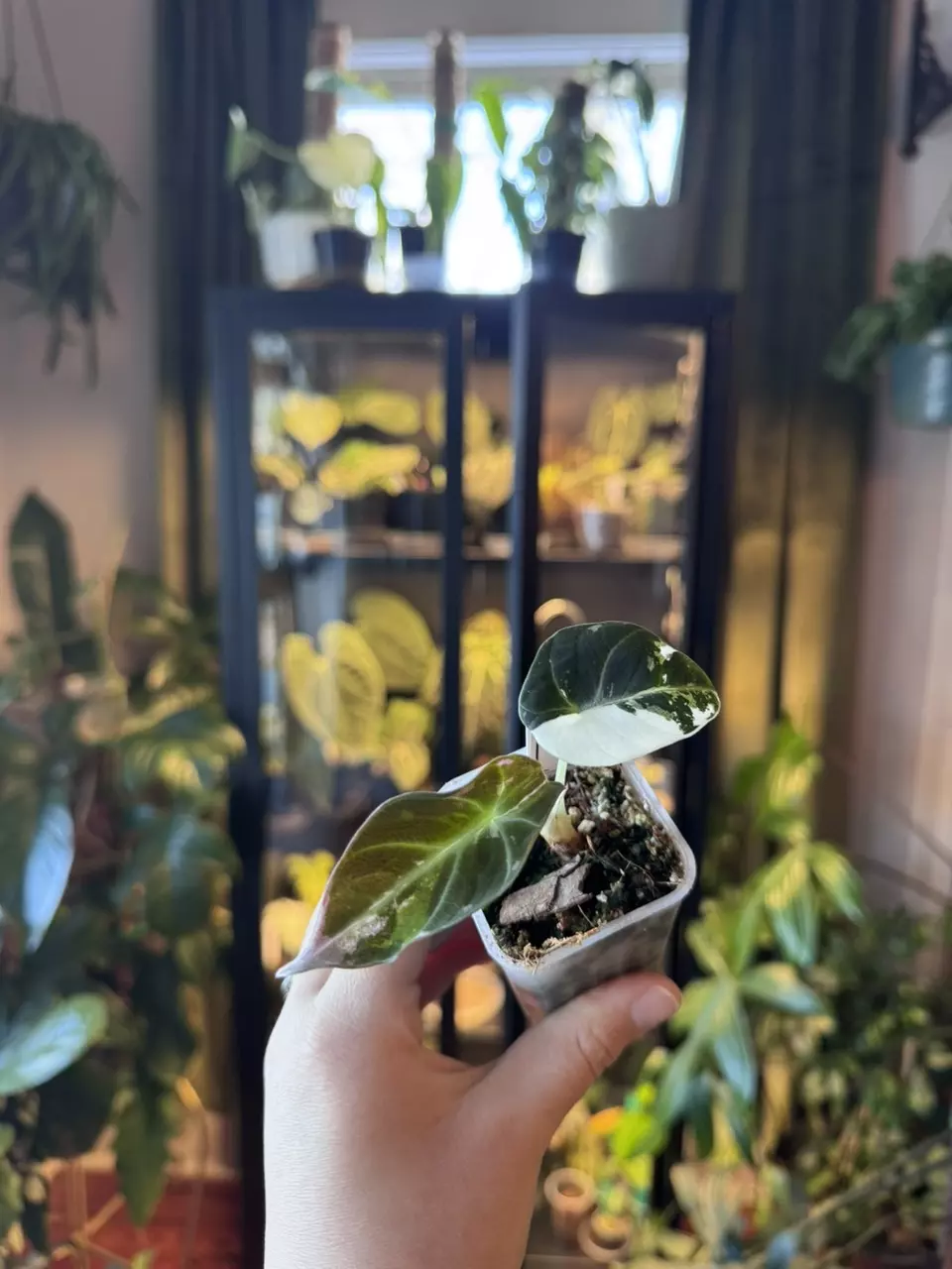 plant/pink black velvet-0