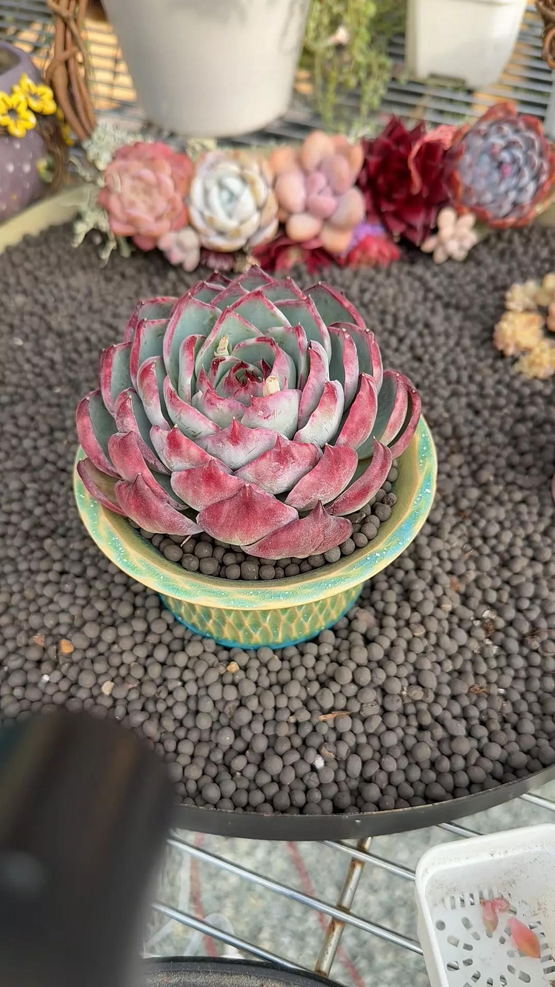 plant/G290 - E. Casio-0