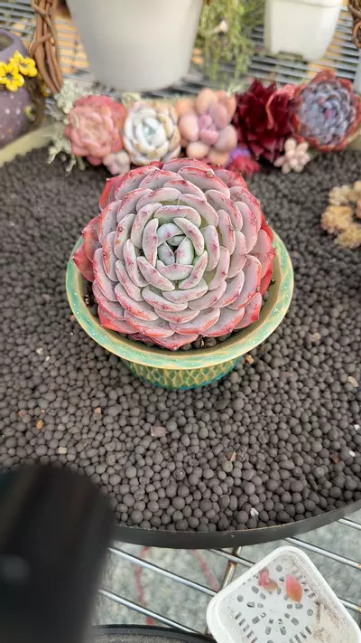 plant/G326 - E. ShuQi-0-thumbnail