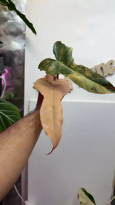 plant/Philodendron Fiora 2 mid node cut good roots-0-thumbnail