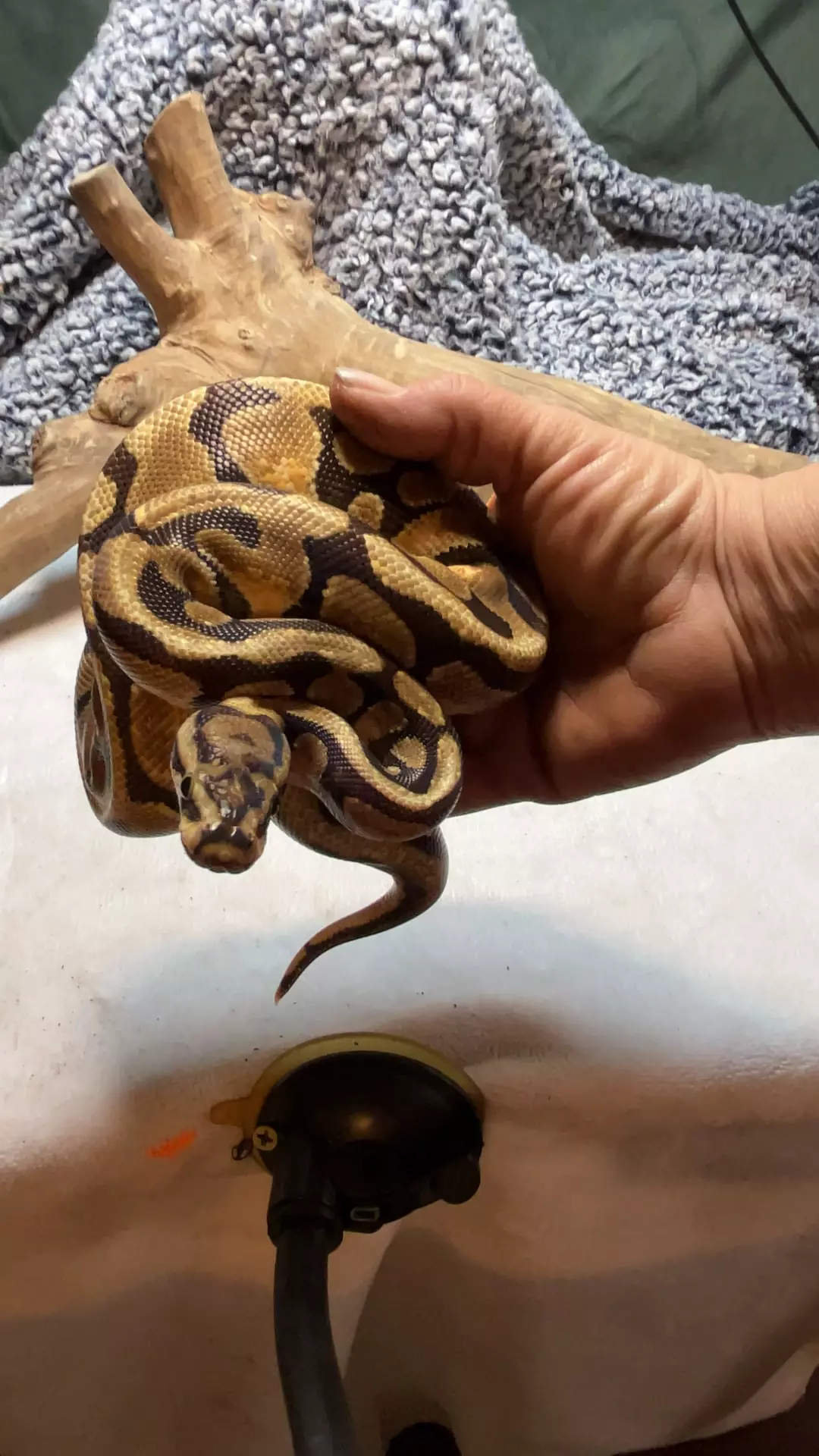 plant/Enchi Spotnose het clown 50% het hypo female-0