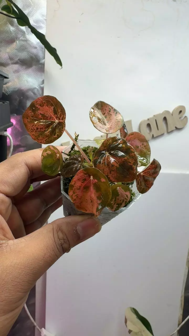 plant/Peperomia pink carnival rare-0