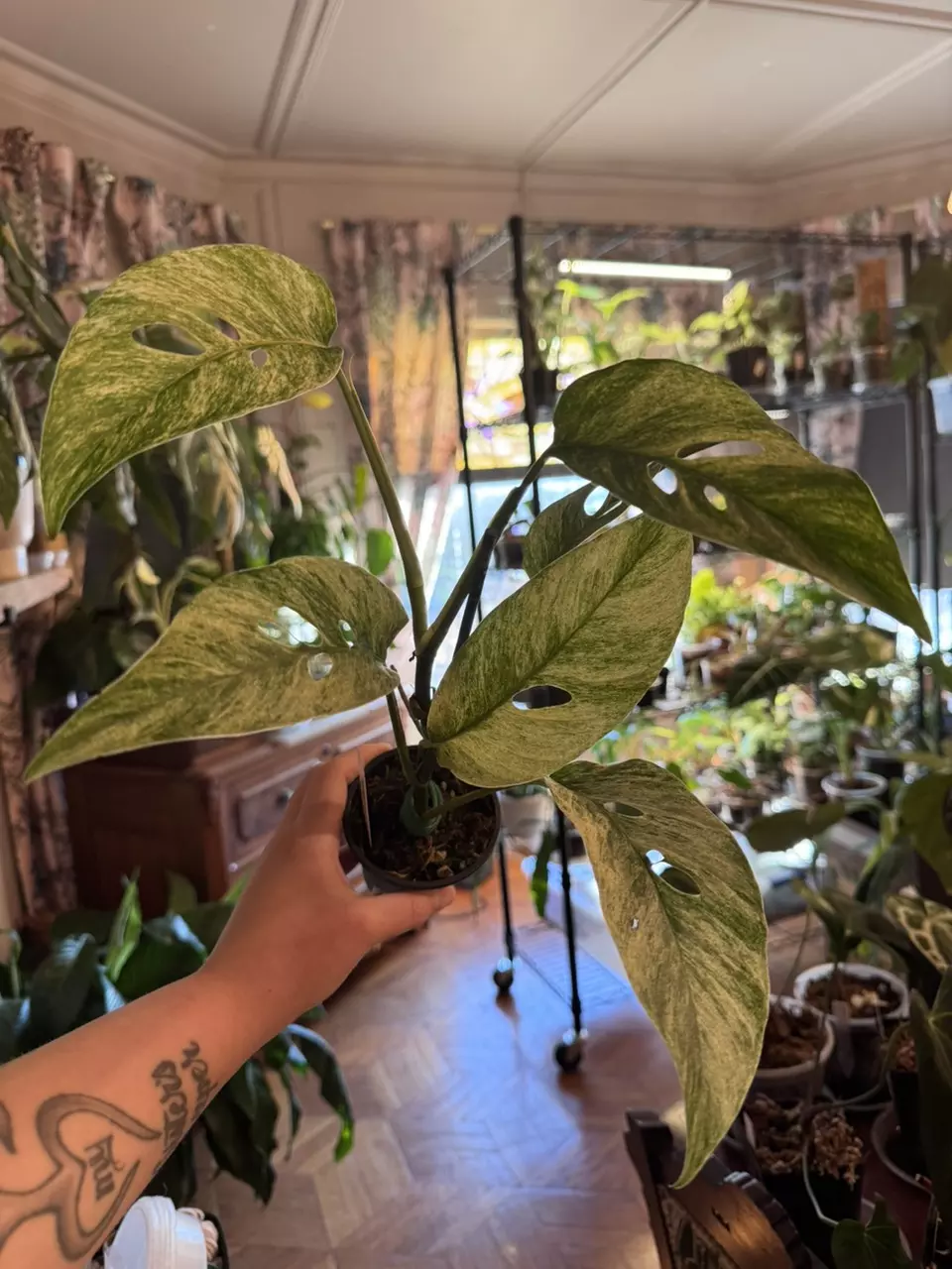 plant/monstera laniata mint-0