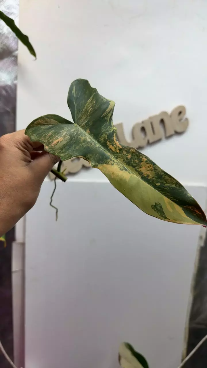 plant/Philodendron hybrid Fiora Variegated rooted mid node-0