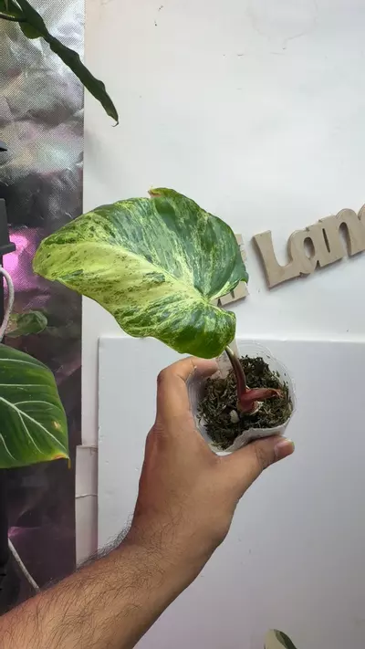 plant/Homalomena sp Java-0-thumbnail