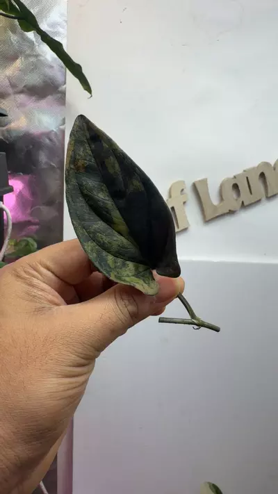 plant/Syngonium llano Carti rd var one node-0-thumbnail