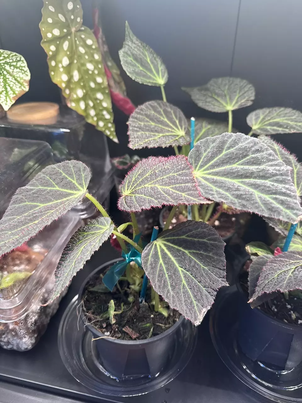 plant/begonia Chloro-0