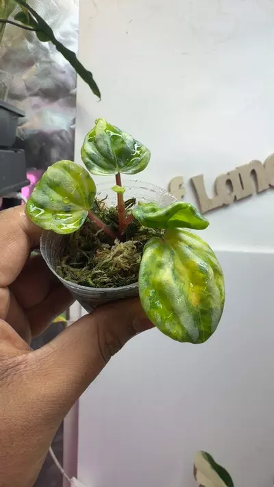 plant/Peperomia atomic fusion-0-thumbnail
