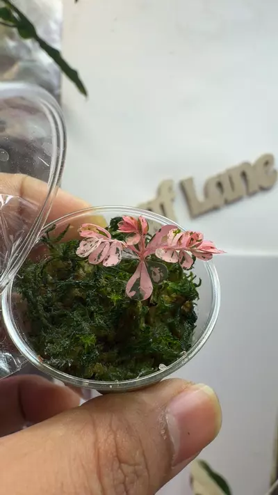 plant/Phyllanthus urinaria pink variegated (aka 'Sensitive Plant')-0-thumbnail