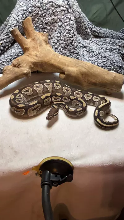 plant/female Mojave-0-thumbnail