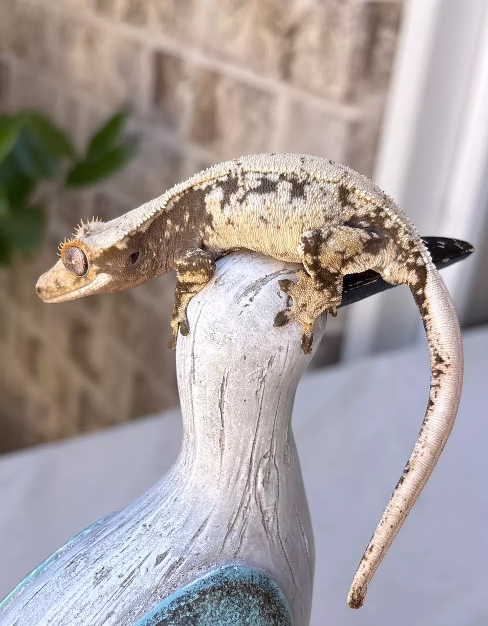 plant/Valoo x Tyrian PV 15g-0