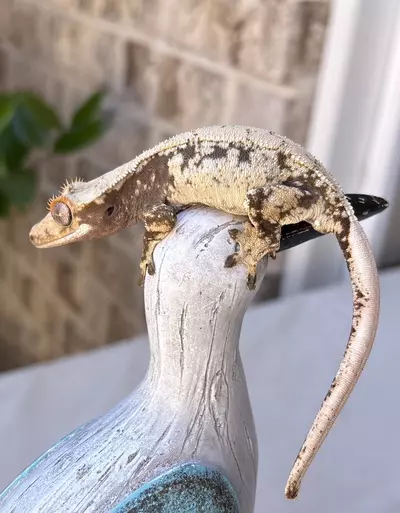 plant/Valoo x Tyrian PV 15g-0-thumbnail