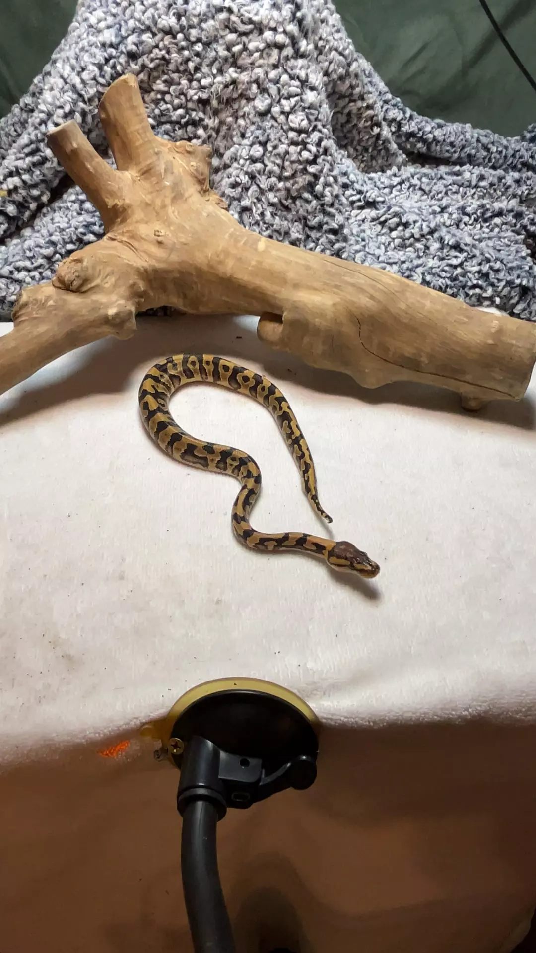 plant/little male crypton hypo-0