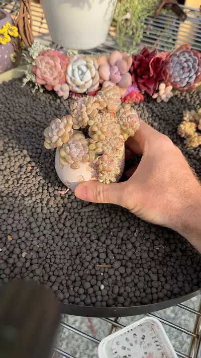 plant/G282 - Crested P. Ice Peach-0-thumbnail