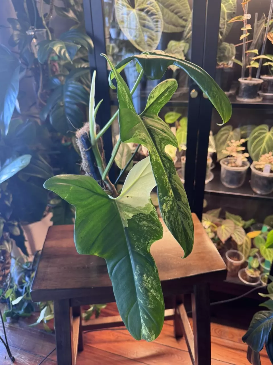 plant/philodendron Bippen-1