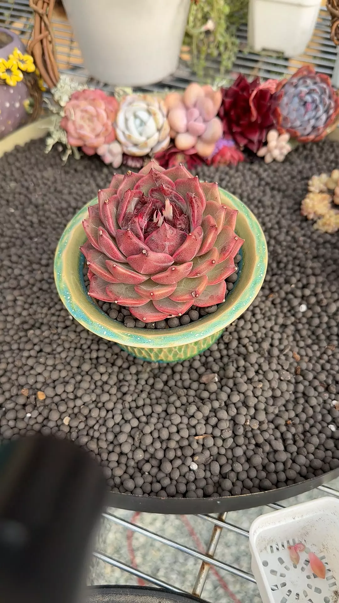 plant/G301 - E. Cherry Wood-0