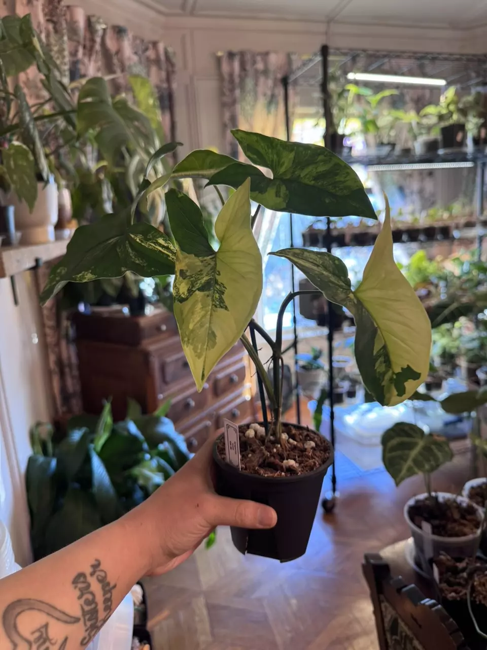 plant/Syngonium Aurea-0