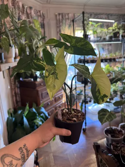 plant/Syngonium Aurea-0-thumbnail