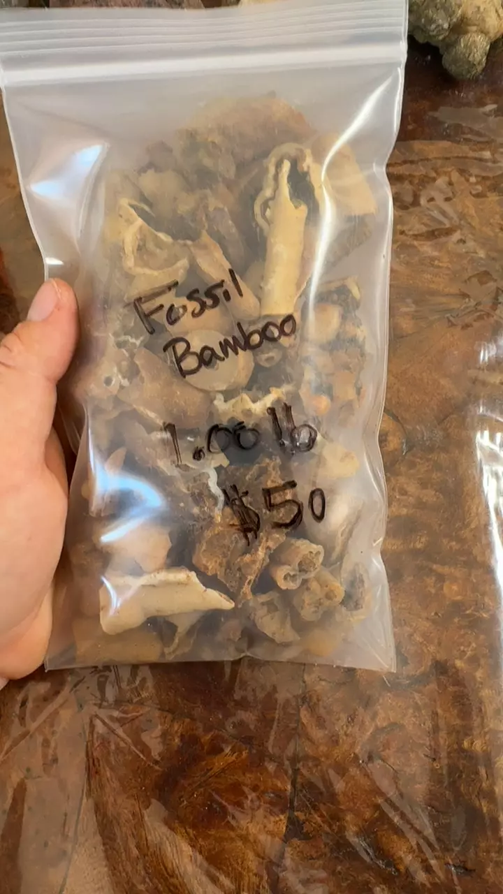 plant/fossil bamboo-0