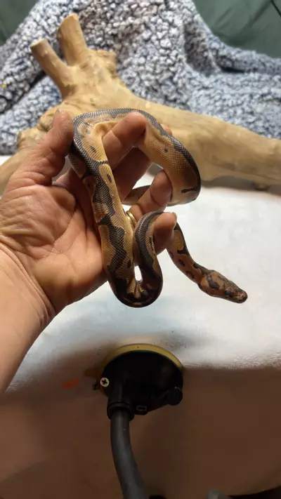 plant/0.1 OD CLOWN POS HET PIED-0-thumbnail