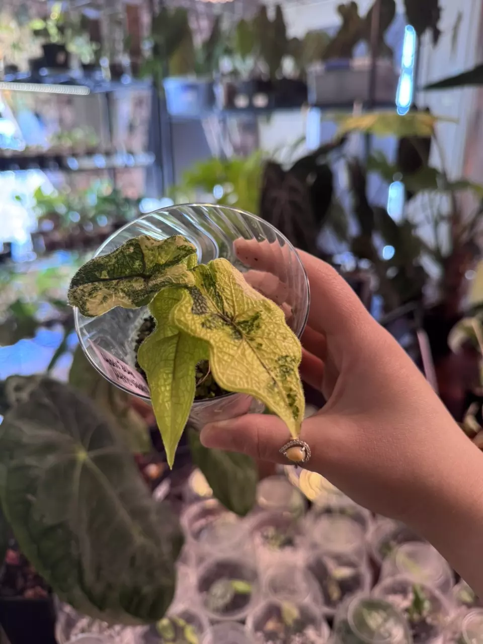 plant/alocasia Jacklyn mystic-1