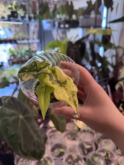 plant/alocasia Jacklyn mystic-1-thumbnail