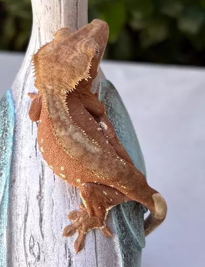 plant/livia x ronin NPV 15g-0-thumbnail