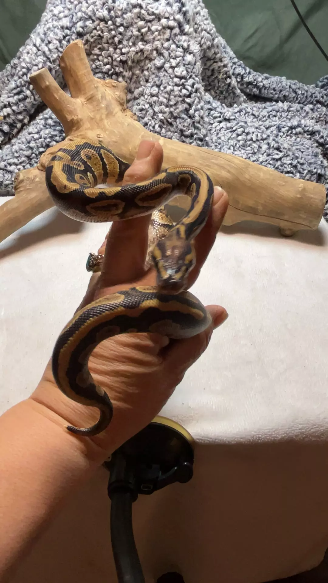 plant/male vanilla fire nanny 50% het dg pied-0