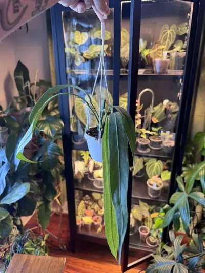 plant/anthurium vitt green-1-thumbnail