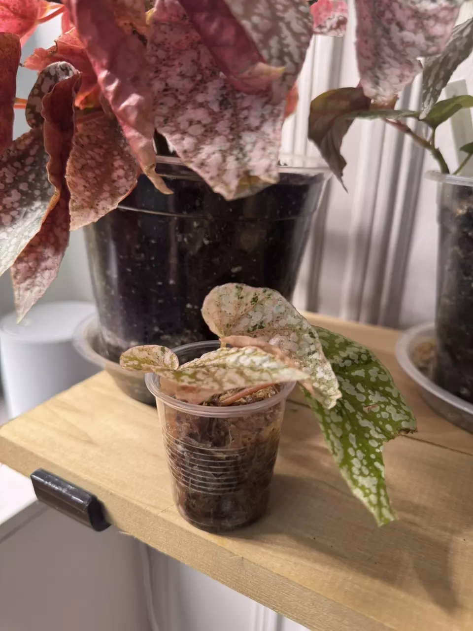 plant/variegated Snowcapped begonias-0