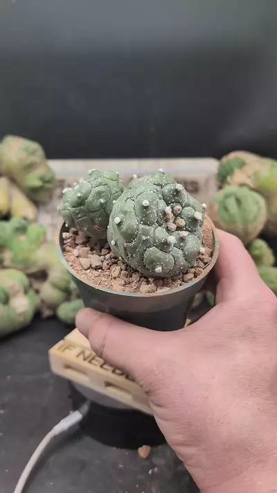 plant/p276 kikko twins, bigger size in 4" pot-0-thumbnail