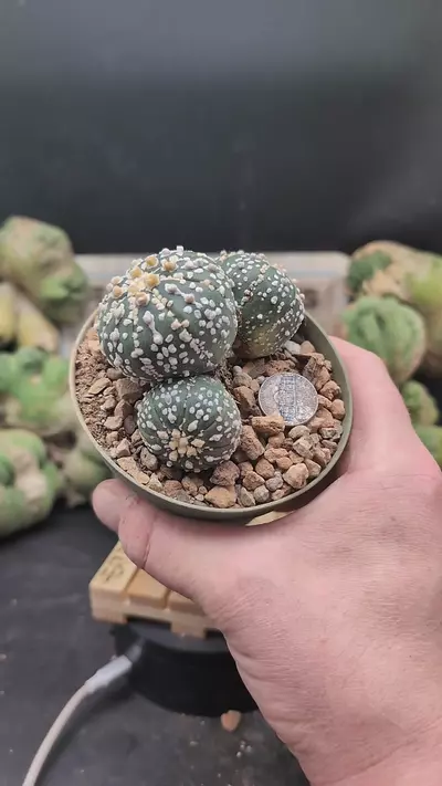 plant/p277 super Kabuto triplets 4" pot-0-thumbnail