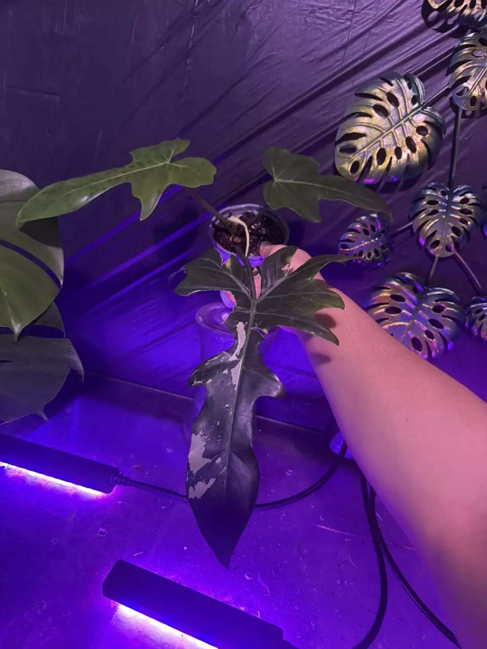 plant/🐉 Variegated Golden Dragon – Established Juvenile-0