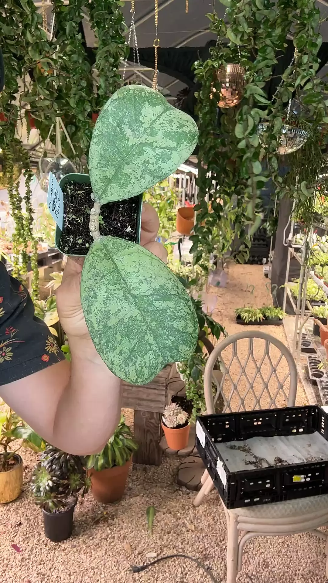 plant/Pl9835: Morning Dew Deykae SALE-0