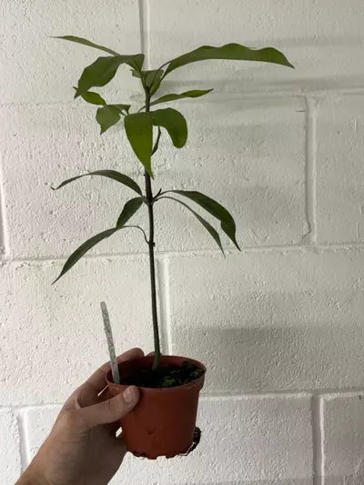 plant/p1295 Mango Tree 4”-0-thumbnail