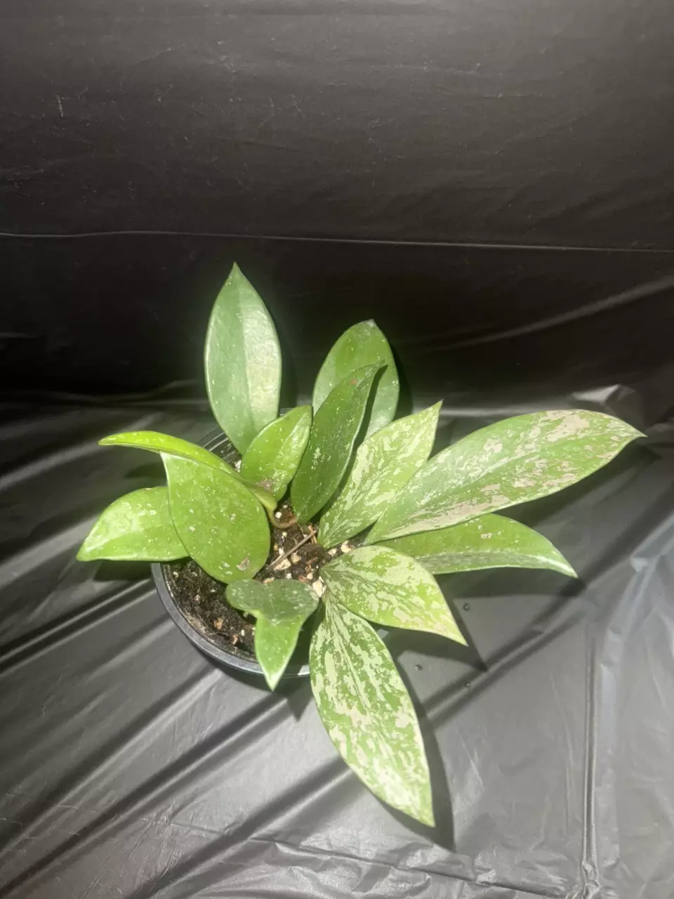 plant/Hoya Pubicalyx-0