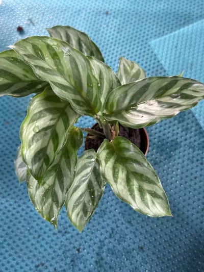 plant/p1299 Calathea Freddie 2”-0-thumbnail