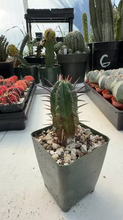 plant/EUPHORBIA FEROX-0-thumbnail