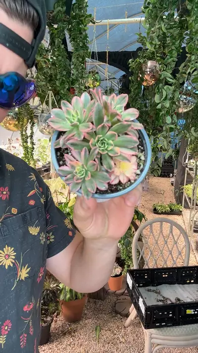 plant/4 inch Variegated Sweet Tea-0-thumbnail