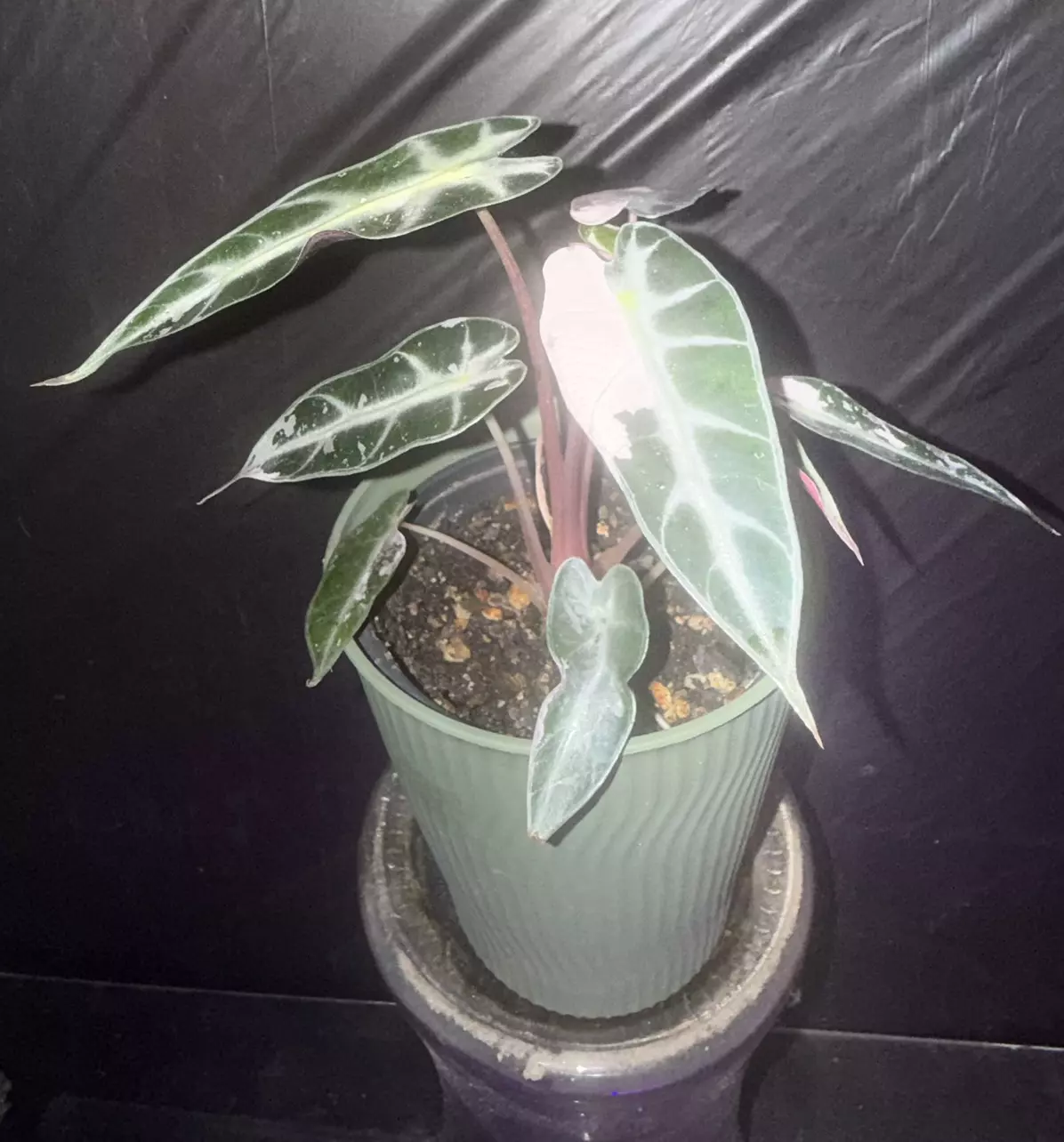 plant/🌸 Alocasia Pink Bambino (Albo) – Variegated & Established-0