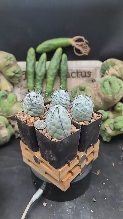 plant/p357 Tephro geo, black spines, 2" pots gc-0-thumbnail